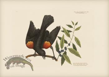 013 Red Winged Starling